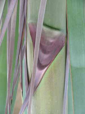Jardin 3